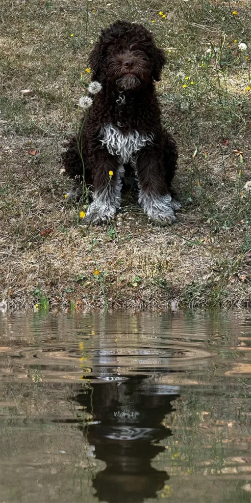Jeune chien truffier en apprentissage des Truffières de Beauregard