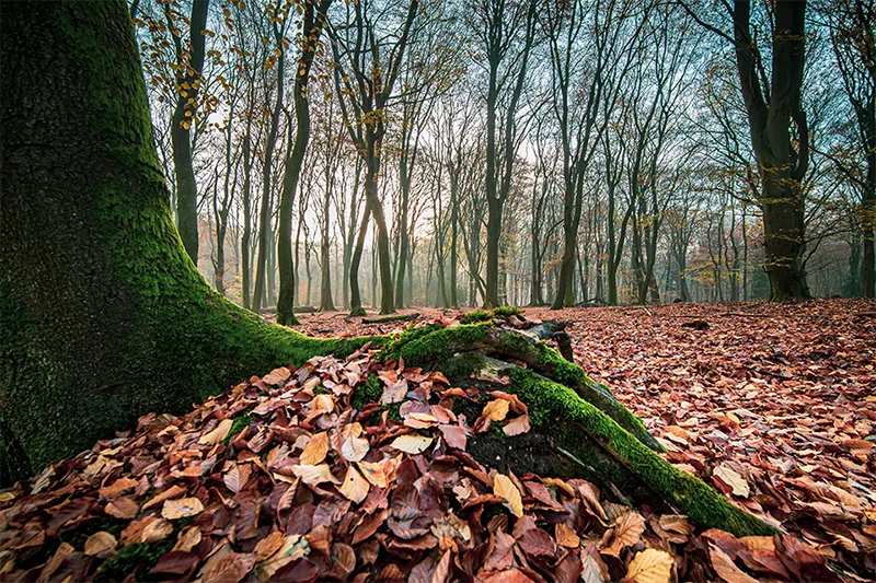 Racines d’un chêne dans la forêt