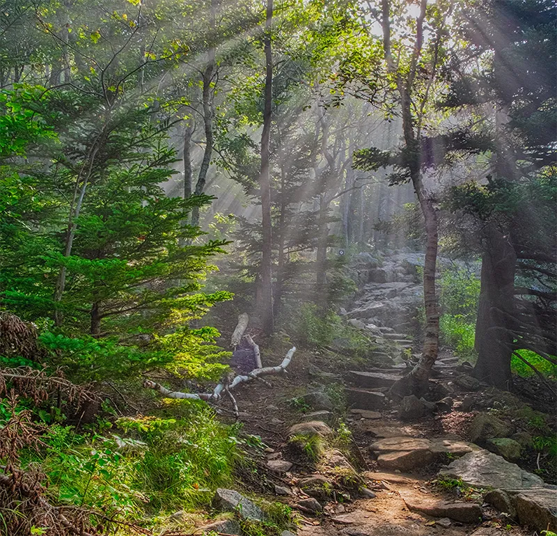 Forêt illustrant la légende des Truffières de Beauregard