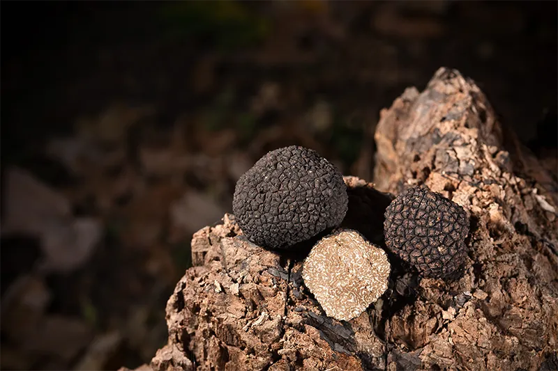 Truffes illustrant le secret de la légende de Beauregard
