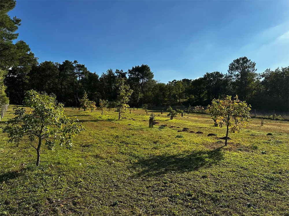 Truffière de Chinon – Truffières de Beauregard