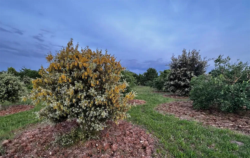 Truffière de Villabon – Truffières de Beauregard