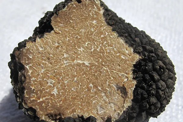 Truffe Tuber aestivum