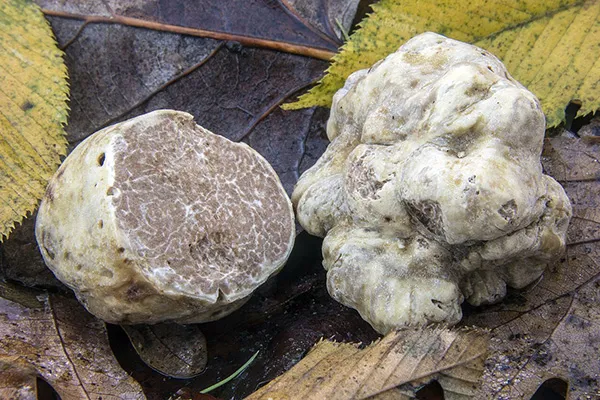 Truffe Tuber magnatum