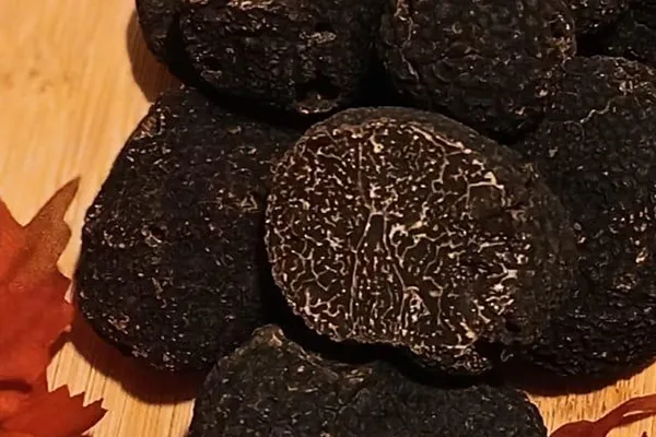 Truffe Tuber melanosporum