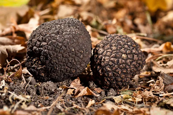 Truffe Tuber uncinatum